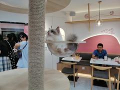 大堂-喵园·猫主题咖啡厅·撸猫·猫咖(国贸店)