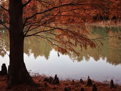 -上海海湾国家森林公园