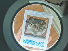 -重庆自然博物馆(新馆)