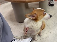 -帕帕拉兹宠物(亚洲旗舰店)