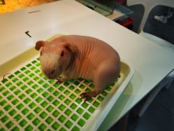 -Moni星球萌宠·小马宝莉·灵蛇·高端高阶全萌宠互动体验俱乐部(红豆国际广场店)