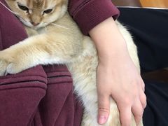 -东方名猫馆·英短金渐层布偶猫舍(环线广场1号楼店)