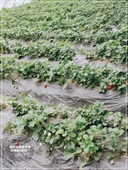 点击看大图 -蓝呗呗蓝莓草莓采摘园(通州区马驹桥店)