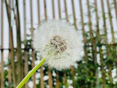 -三圣花乡旅游区