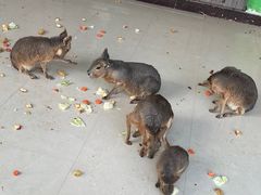 -大连森林动物园