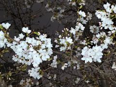 -西北湖绿化广场