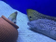 -江和美海洋公园