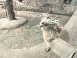 -乐zoo动物体验营