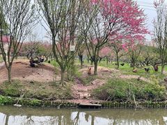 -南汇桃花村