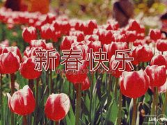 -香蜜公园
