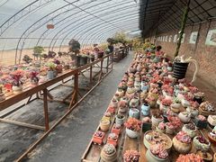 -呀路古热带植物园