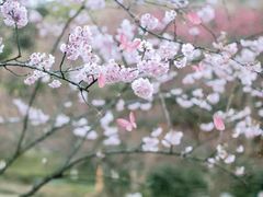 -杭州植物园