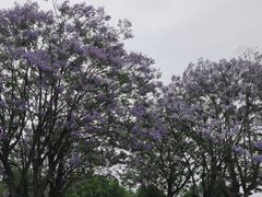 -眉山湿地公园(东坡区)