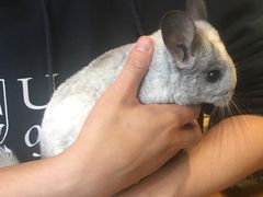-藦茜花园宠物主题亲子互动体验馆(国顺东路店)