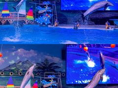 -海合安武汉极地海洋公园