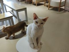 -藏猫猫咖啡主题馆(中央大道店)