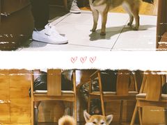 -柴务处·柴犬主题狗咖