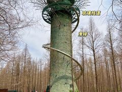 -黄海国家森林公园