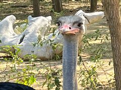 -大连森林动物园