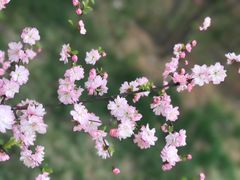 -浮山香苑