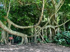 -中国科学院西双版纳热带植物园