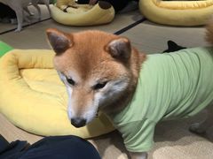 -逗柴咖啡屋·狗咖猫咖宠物桌游