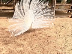 -秦皇岛野生动物园