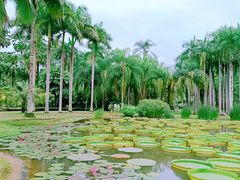 -中国科学院西双版纳热带植物园
