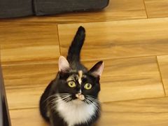 -纳吉亚猫专科动物诊疗中心(蒋宅口分院)