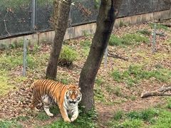 -合肥野生动物园