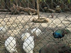 -西双版纳傣族园