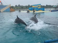 -秦皇岛乐岛海洋王国