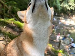 -西岭雪山大飞水景区