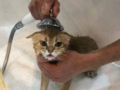 -momokira米努特·德文卷毛猫·棉花面纱犬
