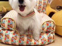 -帕帕拉兹宠物(亚洲旗舰店)