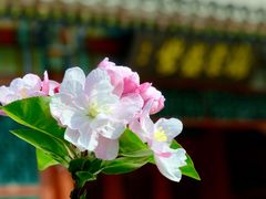 -海棠花溪(元大都城垣遗址公园)