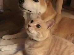 -爪爪喵星球·猫舍(前海卓越店)