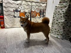 -小时光咖啡馆(北锣鼓巷店)