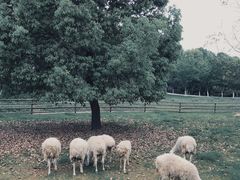 -秀丽东方