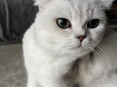 -熊小胖宠物生活馆(天华园店)