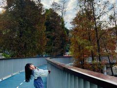 -银湖山郊野公园-相思林