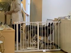 -Husky Go! 哈士奇体验馆·宠物咖啡厅狗咖