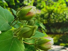 -黄埔油麻山森林公园