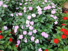 -深圳仙湖植物园