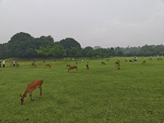 -奈良公园