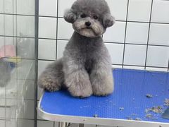 -唐小姐の猫狗洗护·购宠旗舰店(周浦万达店)