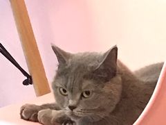 -三花喵·撸猫购宠·宠物生活馆(虹桥南丰城店)