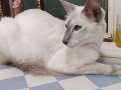-猫小院猫主题餐厅(南锣旗舰店)