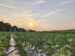 -光明小镇欢乐田园
