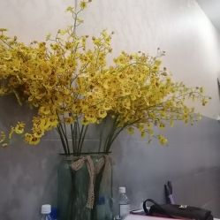 -碧莲盛·不剃发植发